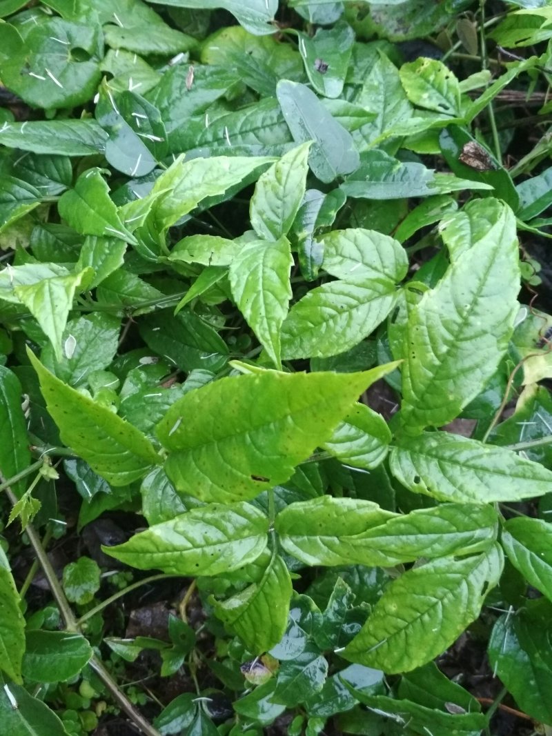 野生三叶青鲜货，又名金线吊葫芦