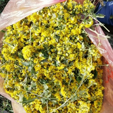 野菊花