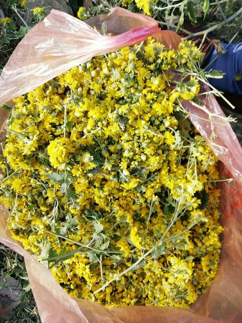 野菊花