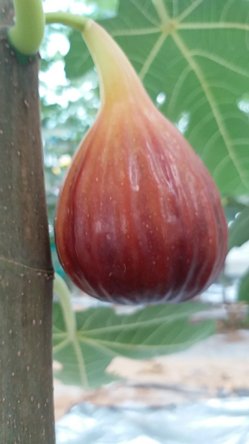 无花果苗，波姬红、芭劳奈无花果苗，标准化种植新技术新模式