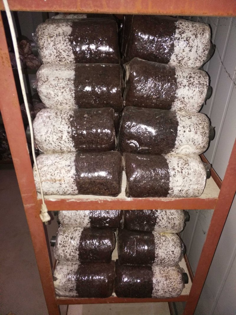 平菇栽培种17×33菌袋棉籽壳菌种