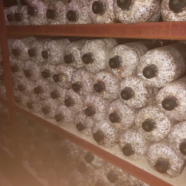 平菇栽培种17×33菌袋棉籽壳菌种