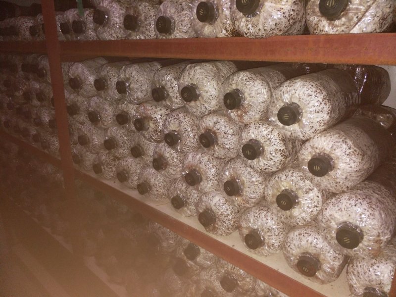 平菇栽培种17×33菌袋棉籽壳菌种