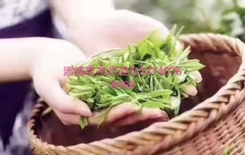 汉中绿茶