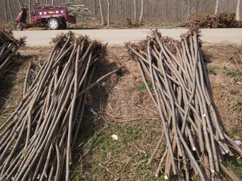 供应：青皮垂柳，金丝垂柳1-20cm