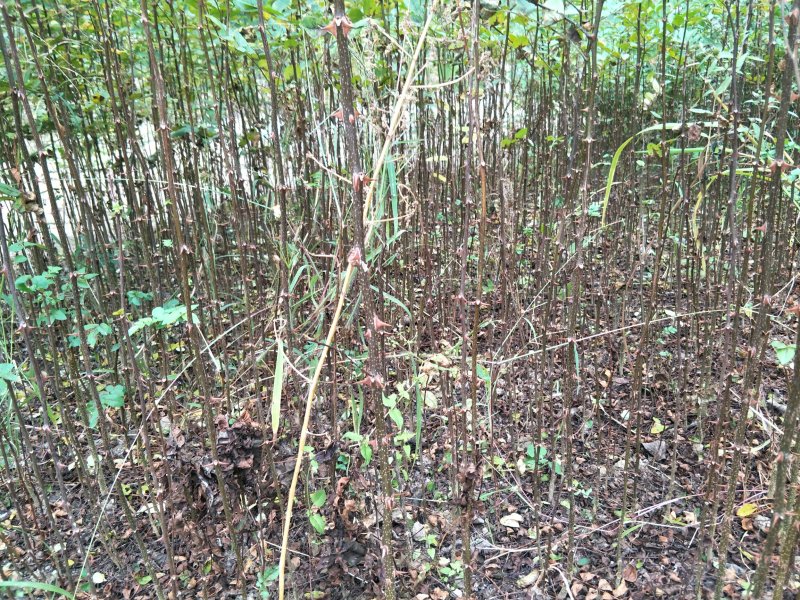 砧木苗;八月椒嫁接砖木提供嫁接技术