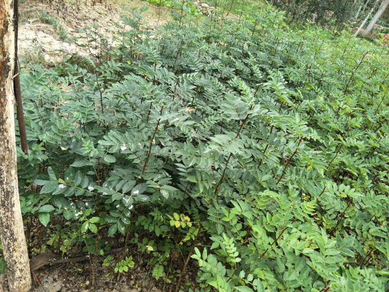 砧木苗;八月椒嫁接砖木提供嫁接技术