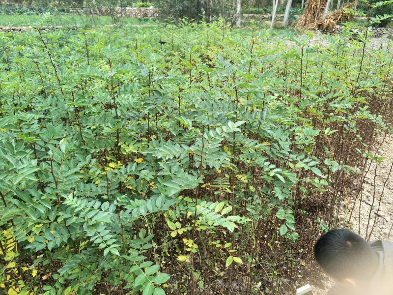 砧木苗;八月椒嫁接砖木提供嫁接技术