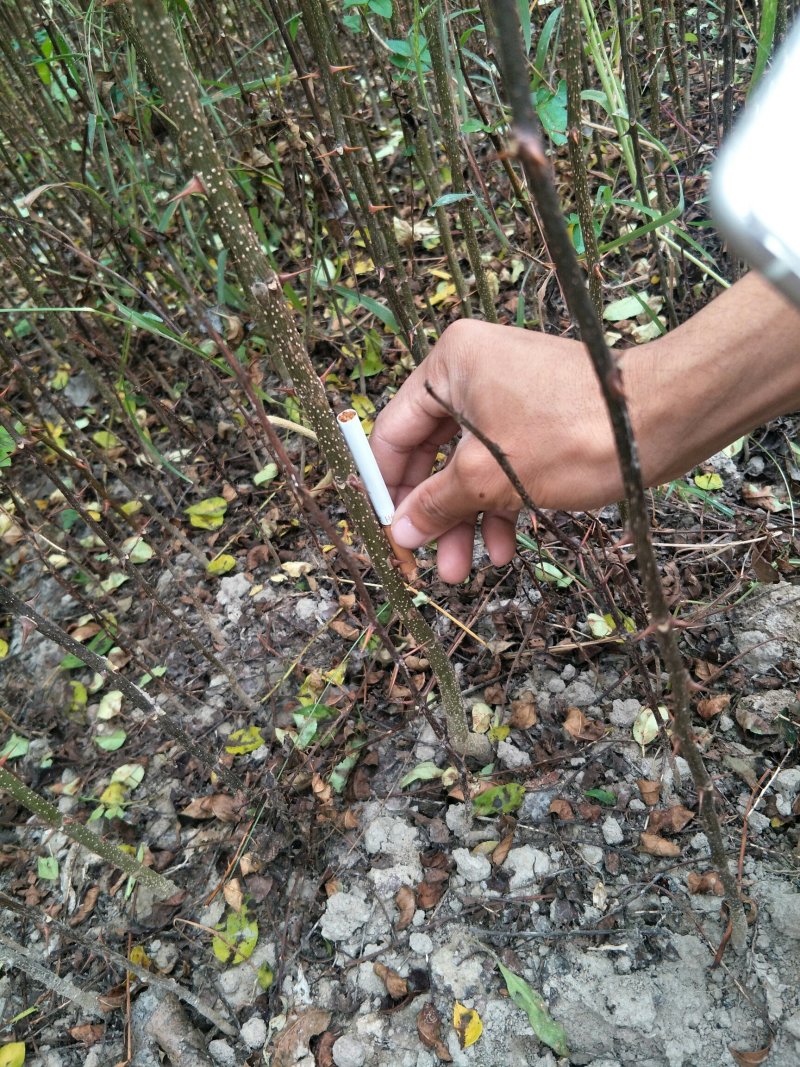 砧木苗;八月椒嫁接砖木提供嫁接技术