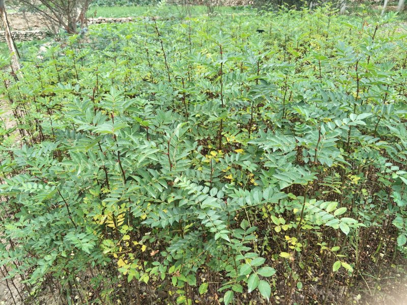砧木苗;八月椒嫁接砖木提供嫁接技术