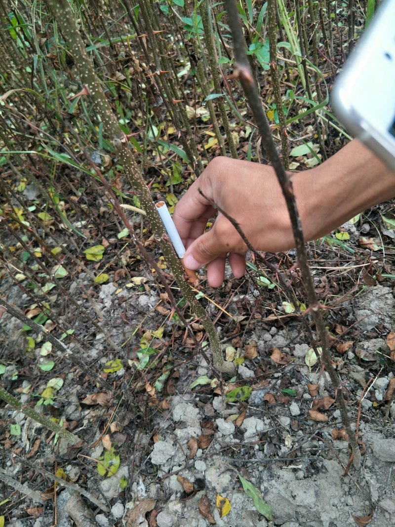 砧木苗;八月椒嫁接砖木提供嫁接技术