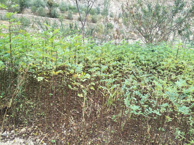砧木苗;八月椒嫁接砖木提供嫁接技术