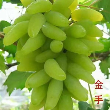 金手指葡萄苗果型奇特糖度高口感好金华葡萄苗基地