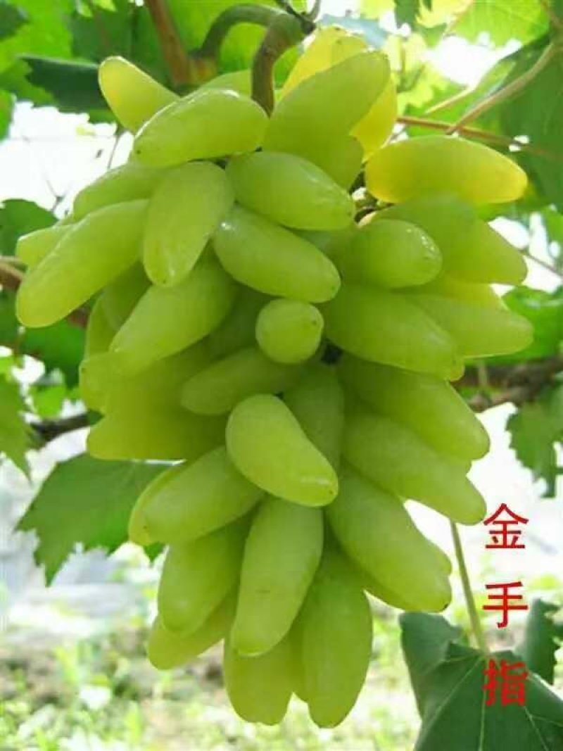 金手指葡萄苗果型奇特糖度高口感好金华葡萄苗基地