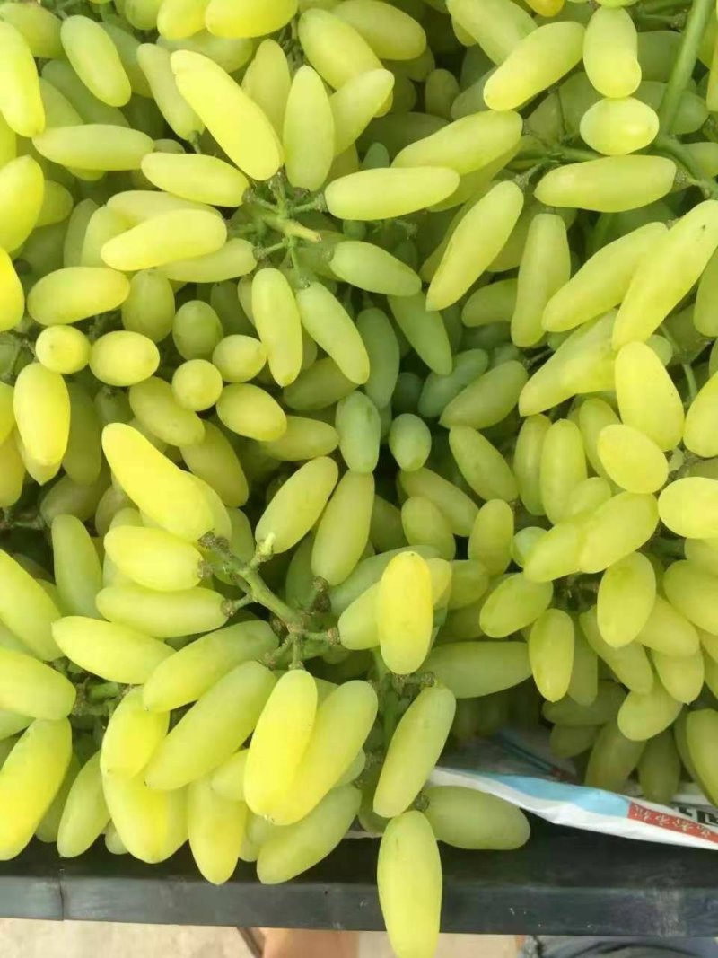 金手指葡萄苗果型奇特糖度高口感好金华葡萄苗基地