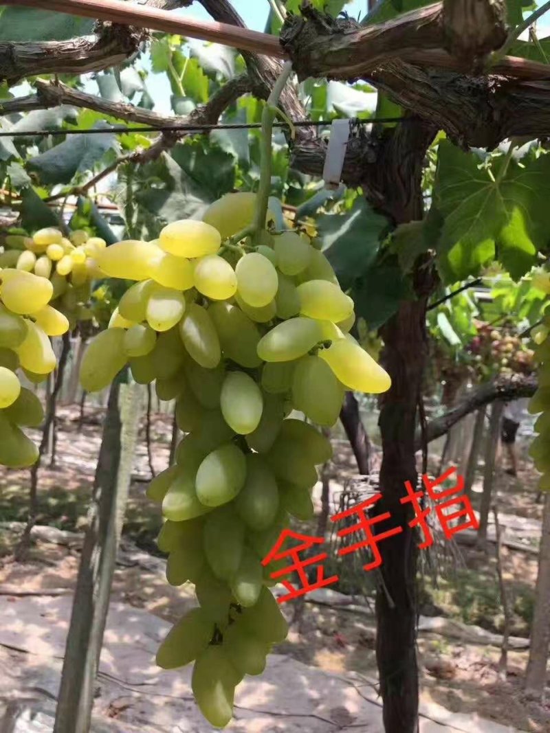 金手指葡萄苗果型奇特糖度高口感好金华葡萄苗基地