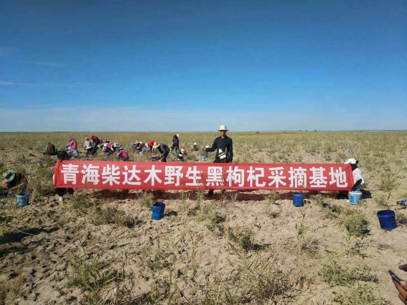 青海柴达木黑枸杞70g20罐包邮，纯野生黑枸杞