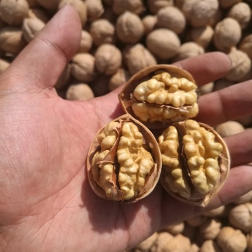 阿克苏温185纸皮核桃/原产地直发