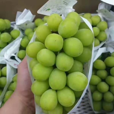 阳光玫瑰葡萄苗浙江金华葡萄苗，5bb砧木嫁接苗