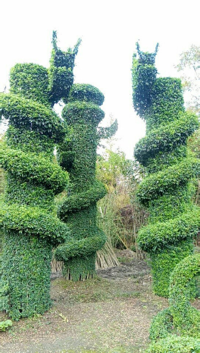 紫薇花瓶