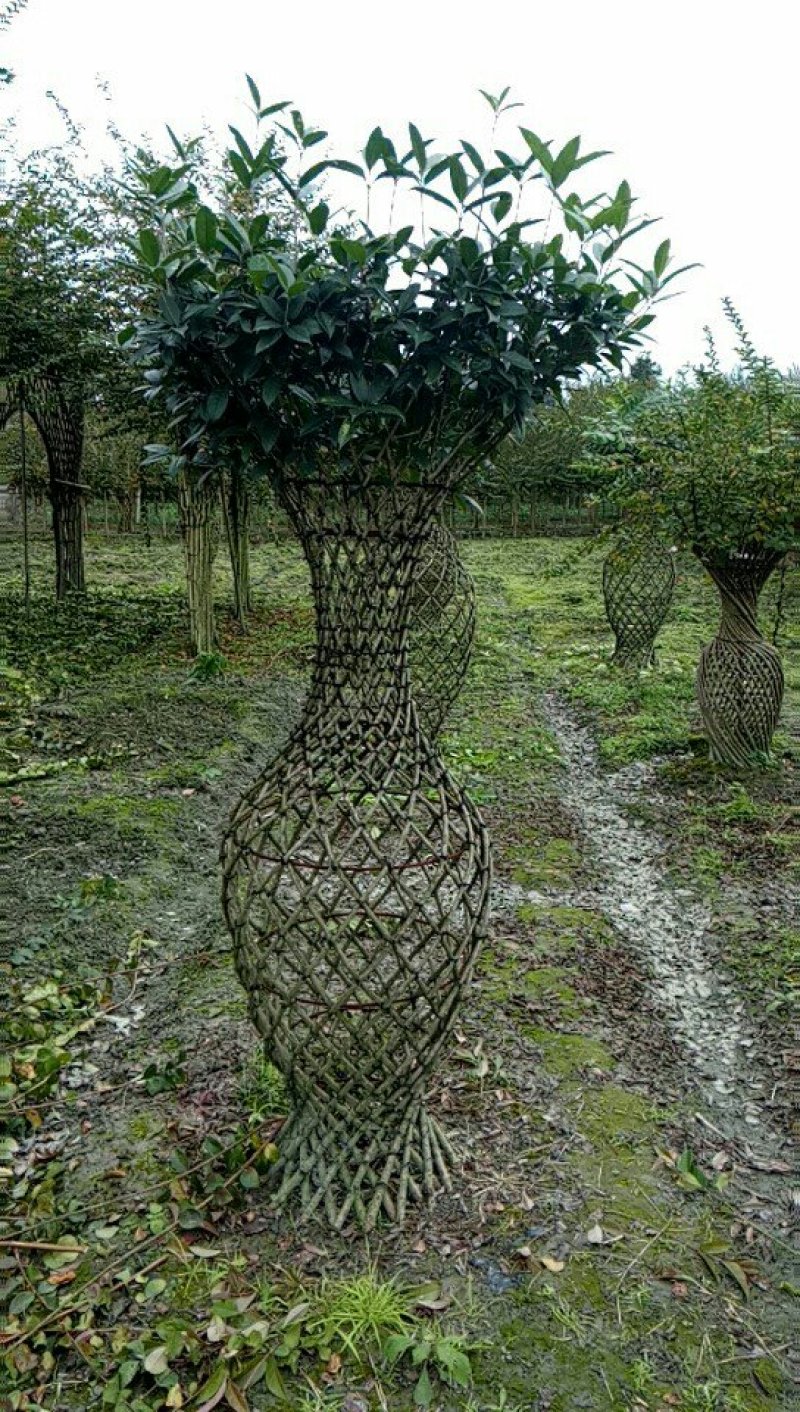 紫薇花瓶