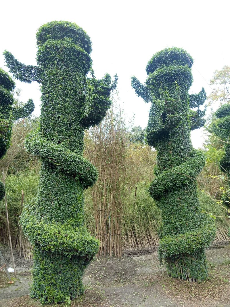 紫薇花瓶