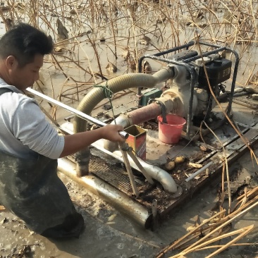 大量供应3735莲藕，量大优惠