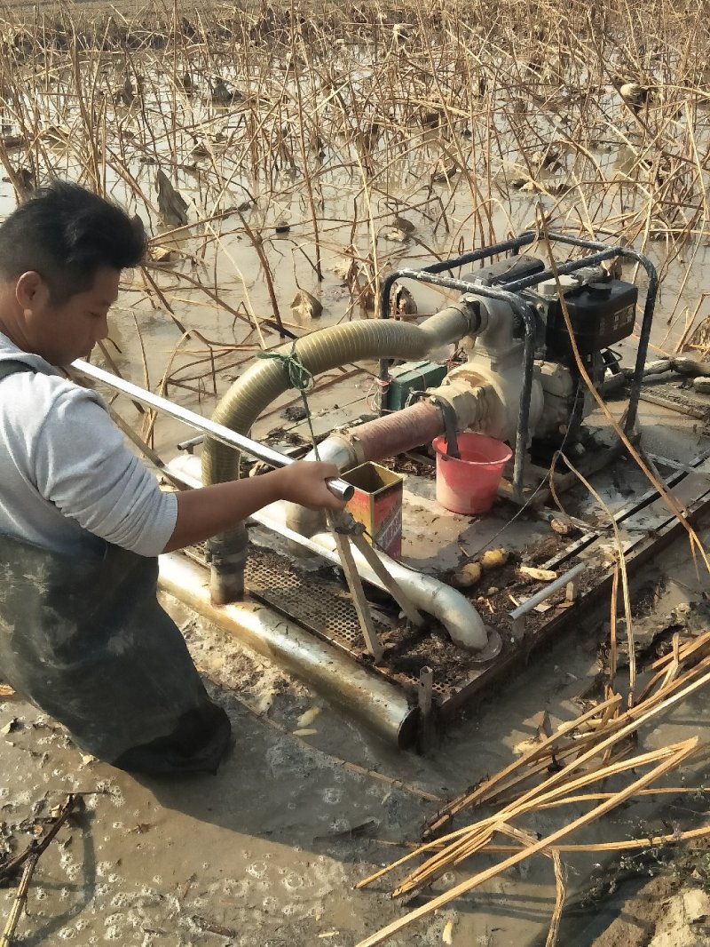 大量供应3735莲藕，量大优惠