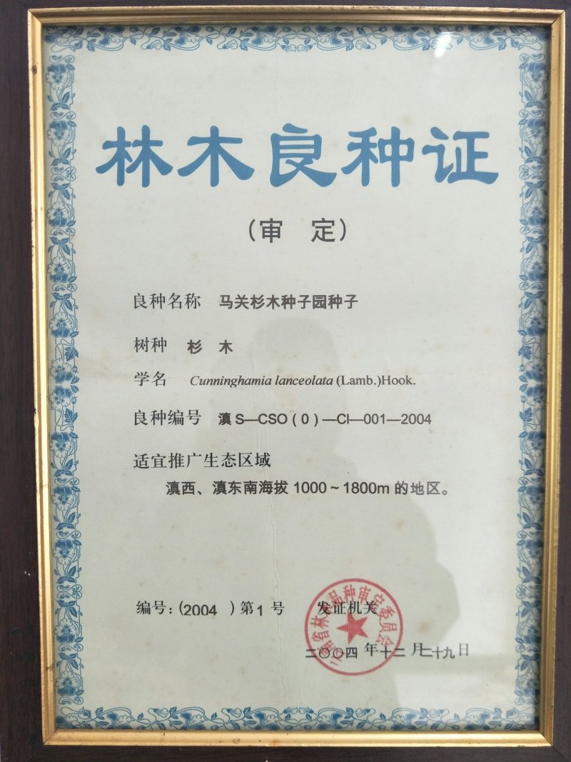 杉树苗一年苗良种苗生长速度快成材率高