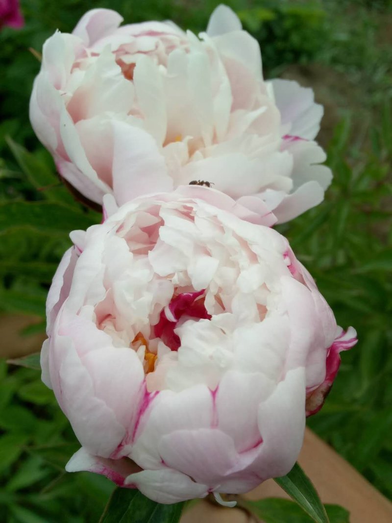 多色千层芍药