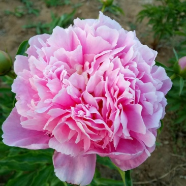 多色千层芍药