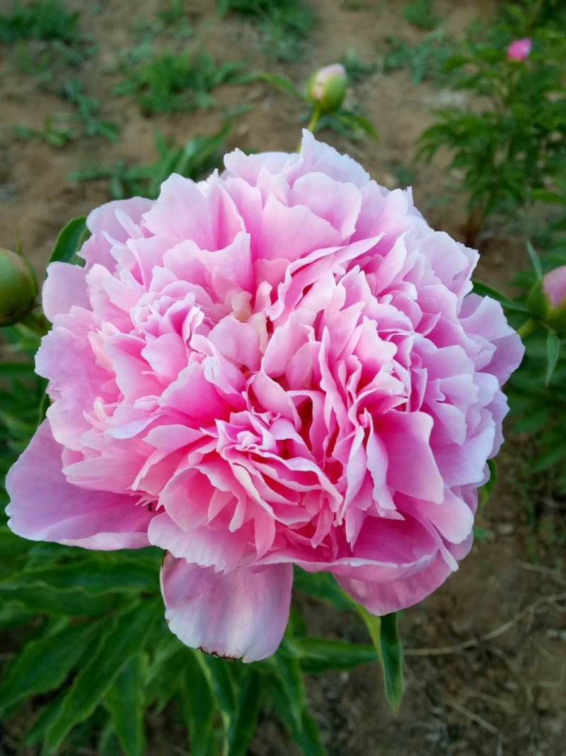 多色千层芍药