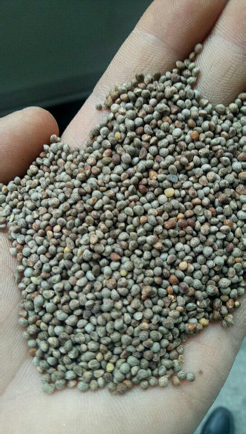 2025苏子苏麻过筛干净榨油喂鸟做食品药品出油率40%