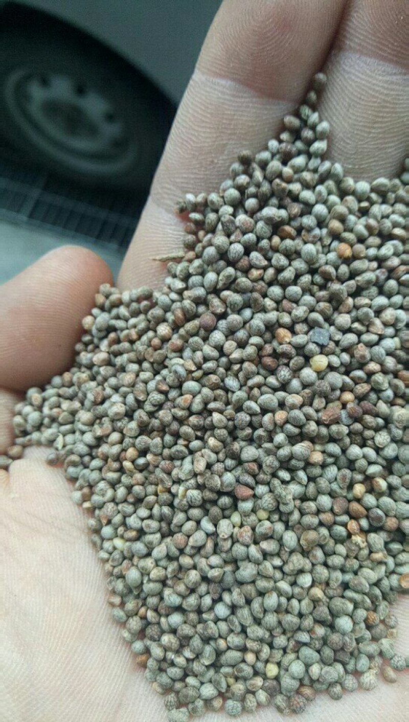 2025苏子苏麻过筛干净榨油喂鸟做食品药品出油率40%