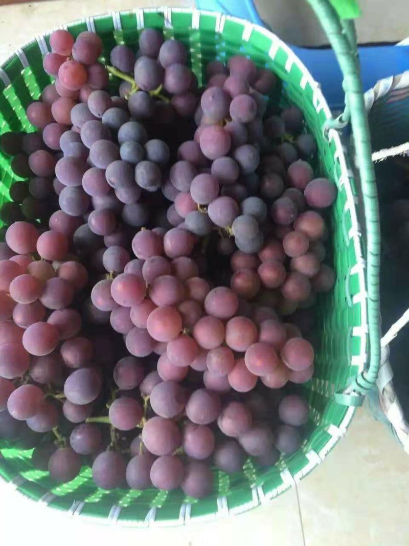 巨峰葡萄苗，根系发达，品种纯正，浙江金华葡萄苗基地