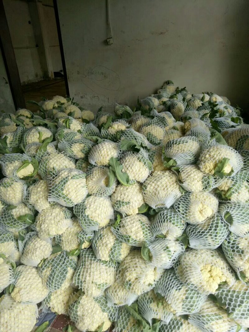 山东有机花，散花，大量有货，产地货源，代收代发