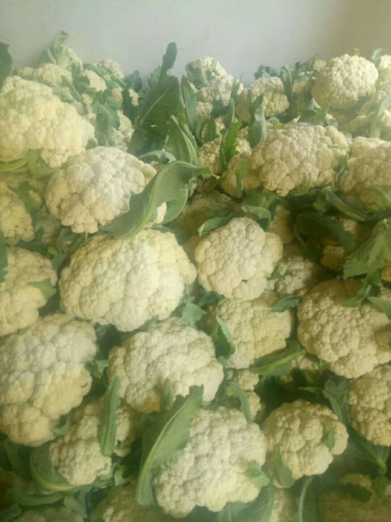 山东有机花，散花，大量有货，产地货源，代收代发