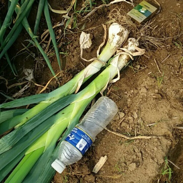 鸡腿大葱35---40,3cm左右毛葱，鲜货上市基地发货