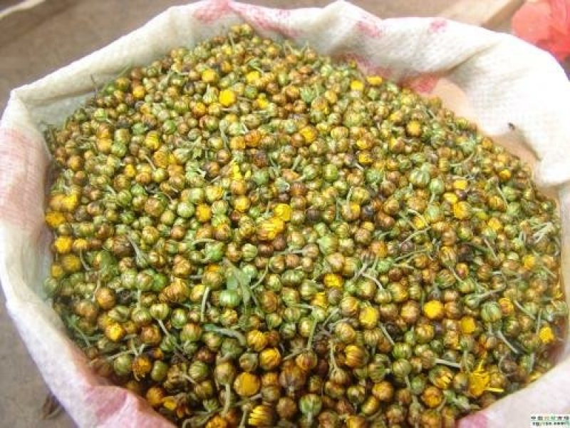 野菊花