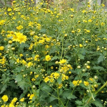 野菊花