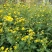 野菊花
