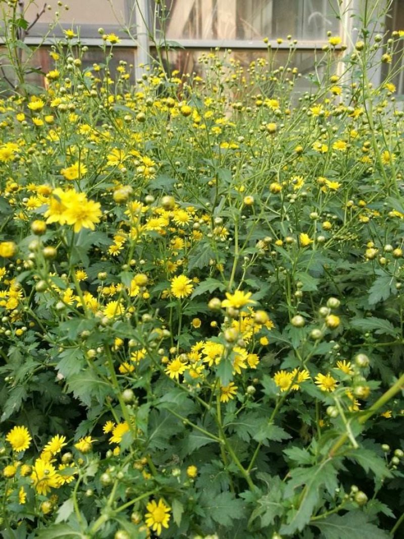 野菊花