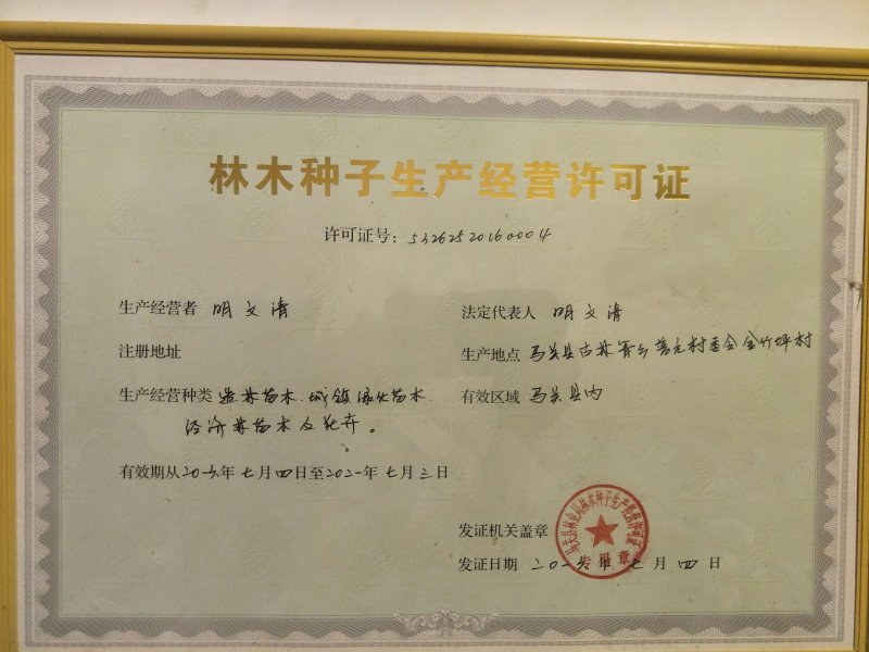 杉树苗一年苗良种苗生长速度快成材率高