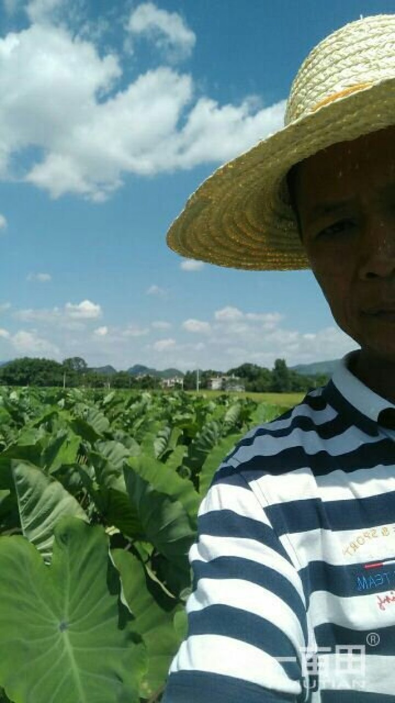 江永香芋之乡香芋大量出售
