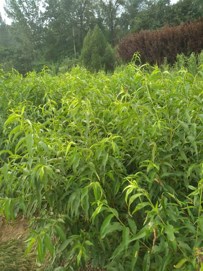 嫁接的锦绣黄桃，红密，西梅等品种桃树