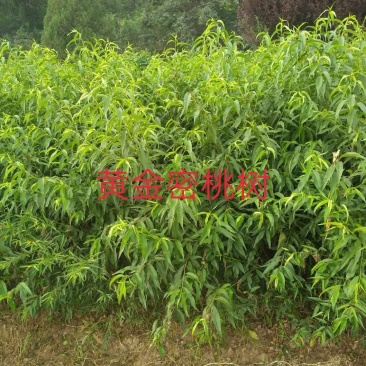 嫁接的锦绣黄桃，红密，西梅等品种桃树