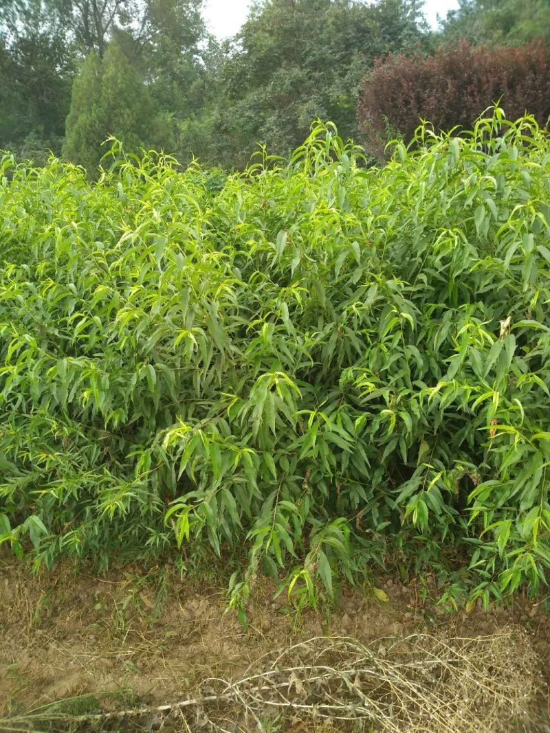 嫁接的锦绣黄桃，红密，西梅等品种桃树