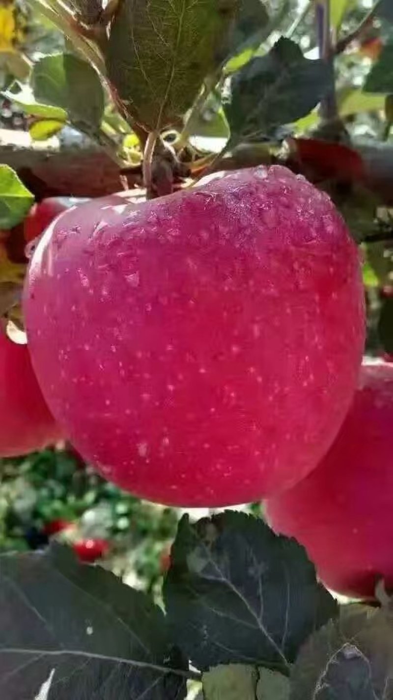 陕西农产品，苹果，核桃，柿子