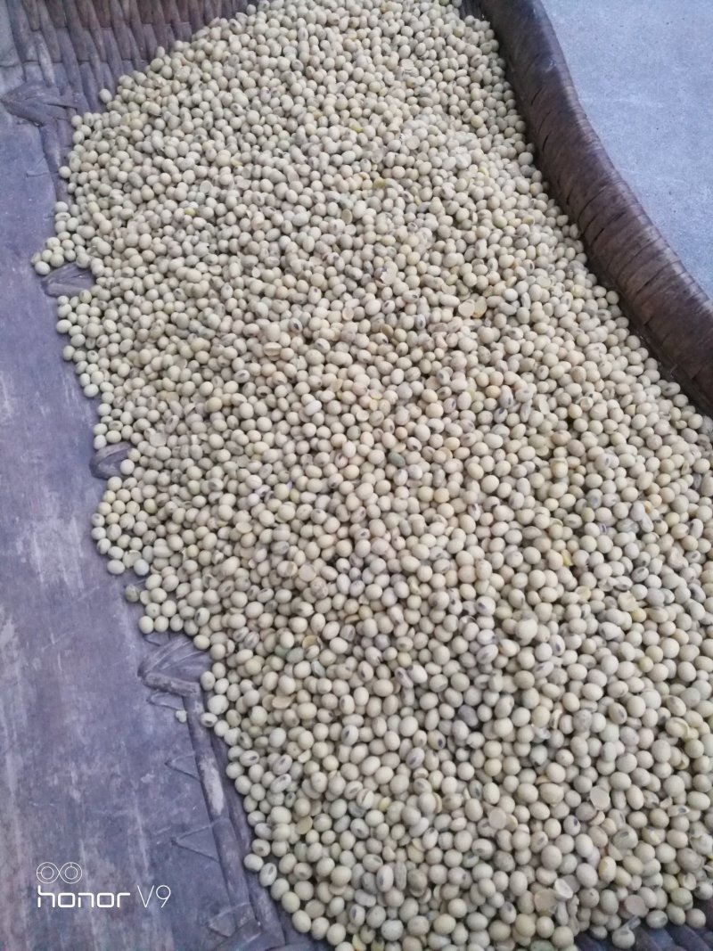 黄豆，黑嘴黄豆