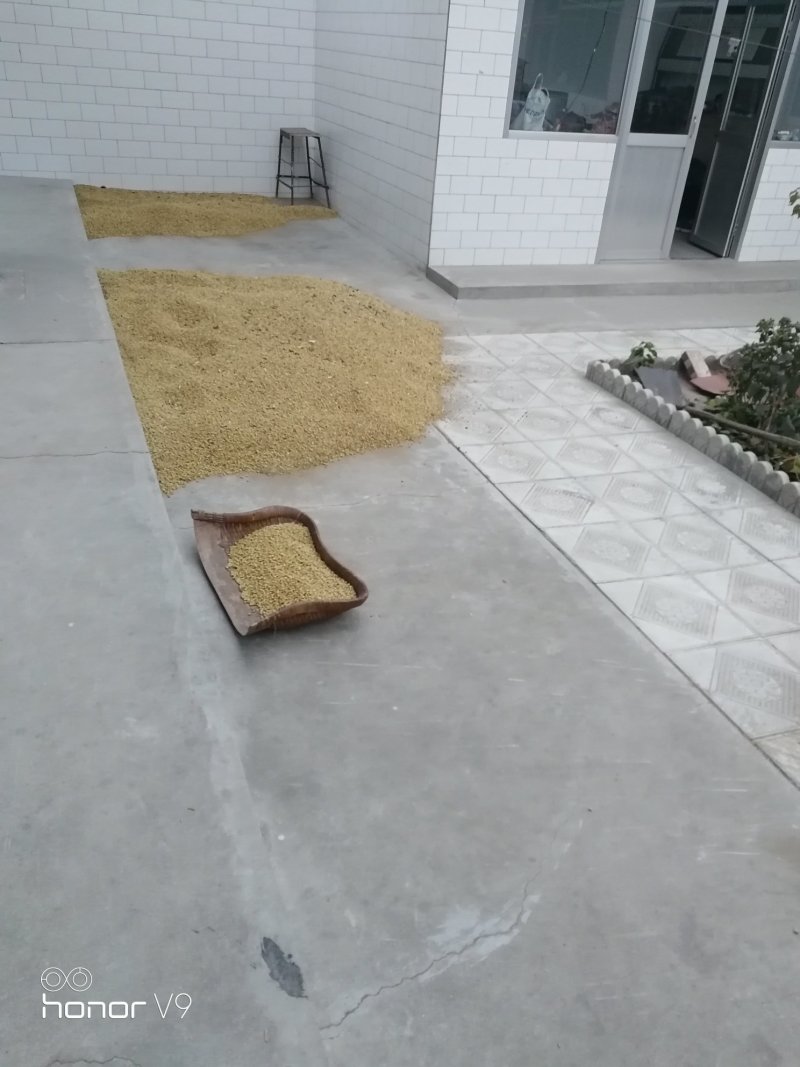 黄豆，黑嘴黄豆